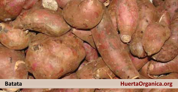 cultivo de batata